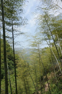 山林翠绿景致