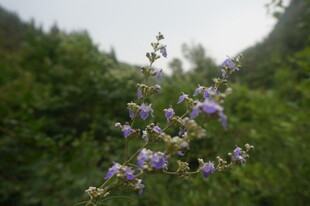 山间绽放的紫色小花