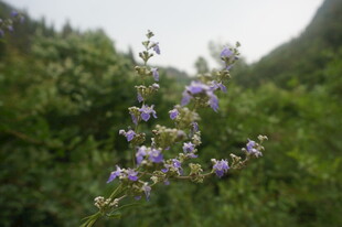 野外紫色小花特写