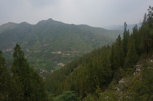 山间葱郁林木景观