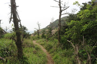 山间小径 绿意环绕的风景