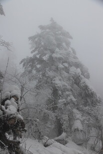 雪覆山林景观