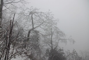 雾中雪林 尽显冬日静谧之美