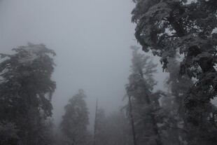 雾中雪景 树木银装素裹