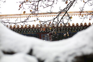 雪覆古建枝头景
