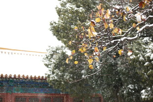 故宫雪景中金黄树叶的景致