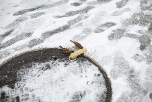 雪地中碗边的残损香蕉皮