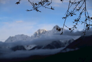 雪山前的枝头景致