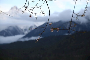 山间云雾缭绕的树枝美景