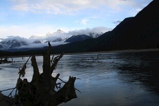 湖畔枯木与远山美景