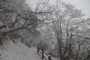 雪覆山林间的木质小道