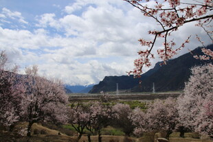 春日繁花山谷美景
