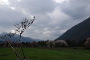 山野草地间的枯荣景致