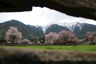 雪山下的烂漫粉色花田