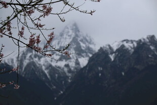雪山旁的枝头景象