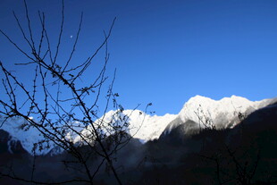 雪山远景 枯树枝相伴