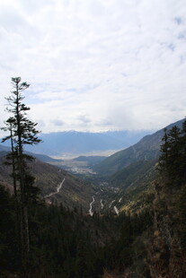 山间景致 挺拔树木伴远山