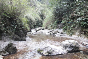 山间溪流 静谧自然之景