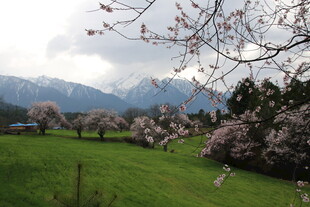 春日山间烂漫樱花美景