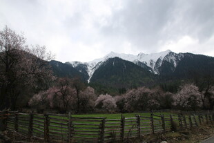雪山下的烂漫桃花田园