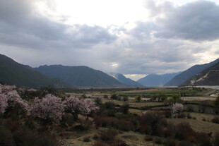 山间烂漫花海与壮丽山峦