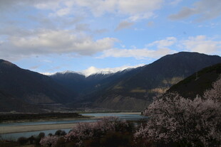 山间河流畔绽放的繁花