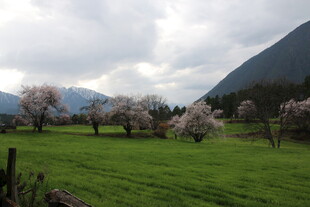 春日草原繁花与远山美景