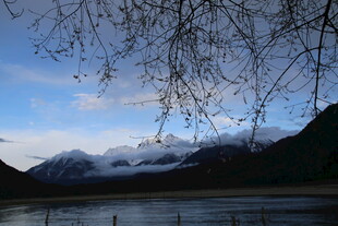 湖畔雪山美景 柳枝低垂