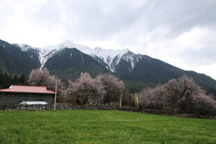 山间春景 草地木屋与繁花