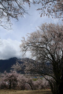 春日樱花树与远山美景