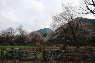 乡村田野间的古朴景致