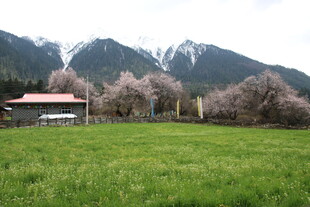 山间草地旁的烂漫樱花景