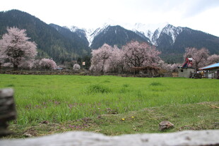 春日山野烂漫樱花美景