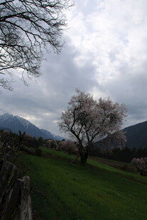 田野孤树 远山云雾景致