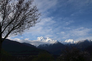 雪山风景 孤树傲立山间