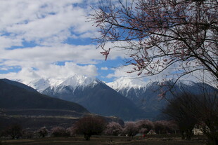 雪山远景与枯树景观