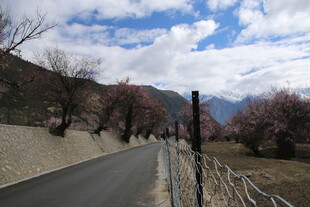 山间公路旁绽放的烂漫桃花