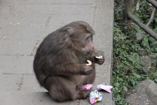 猴子坐在地上吃零食