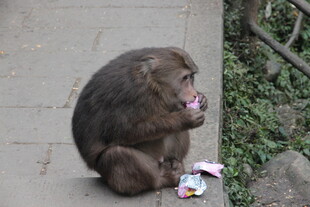 猴子坐在地上吃垃圾