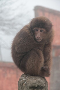石上小猴 毛发蓬松显可爱