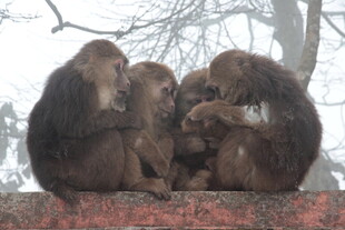 三只猴子亲昵依偎
