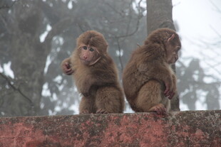 两只猴子坐于石上
