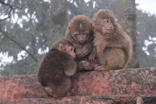 四只猴子依偎在一起