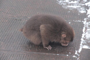 低头嗅地的小猴子