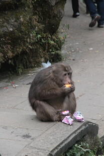 猴子坐地享用食物