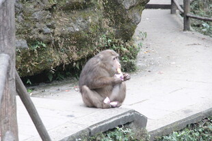 独坐石径的猴子