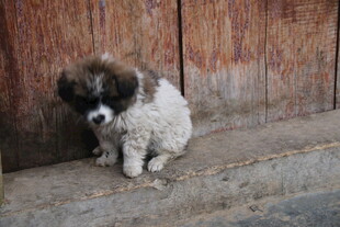 孤独小狗蹲坐木墙旁