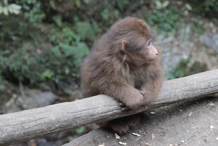 小猴坐木杆 神情专注