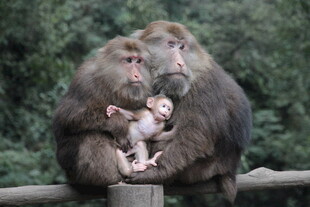 猴群依偎画面温馨