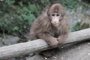 可爱小猴倚木栏